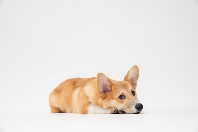 5 Sinais que Podem Indicar Verme no seu Cachorro