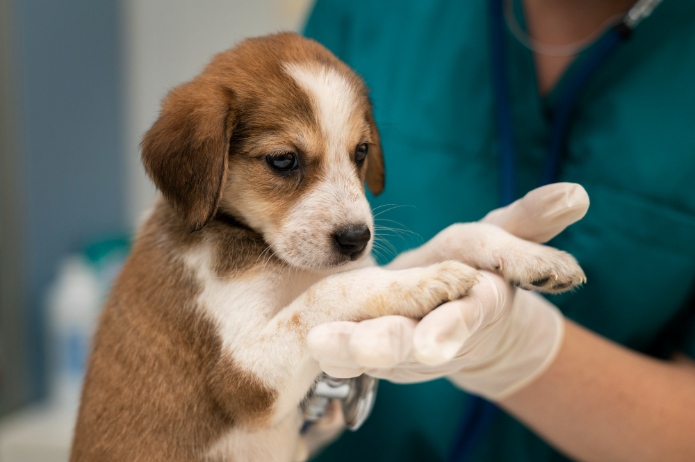  Vermífugo Para Cachorro: Guia para um cão livre de vermes