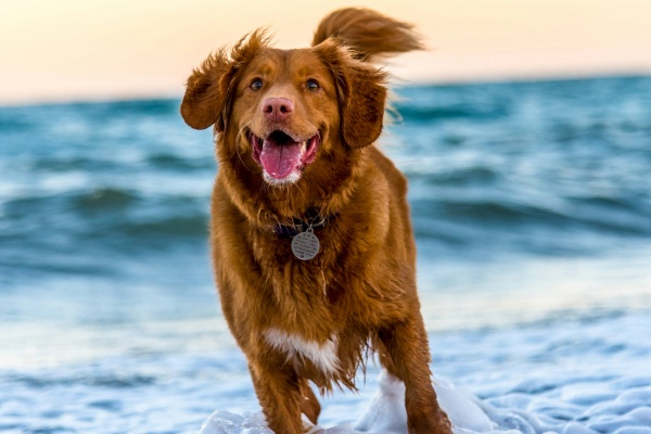 Vitamina para cachorro: 6 vitaminas essenciais para a saúde do seu cão