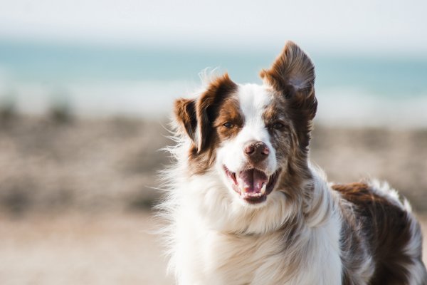 Vitaminas para cachorro engordar: QUAL USAR?